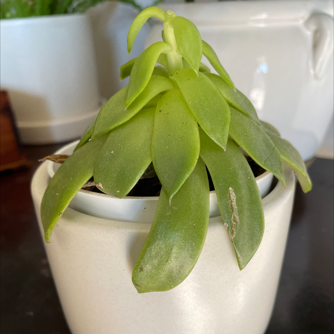 Lipstick Echeveria plant photo by @IndyMary named Loopy Larry on Greg, the plant care app.