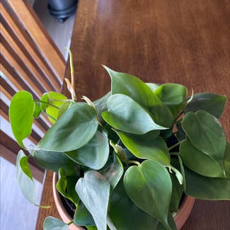 Heartleaf Philodendron plant in Greenwood, Indiana