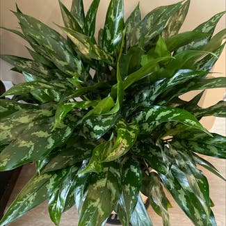 Chinese Evergreen plant in Greenwood, Indiana