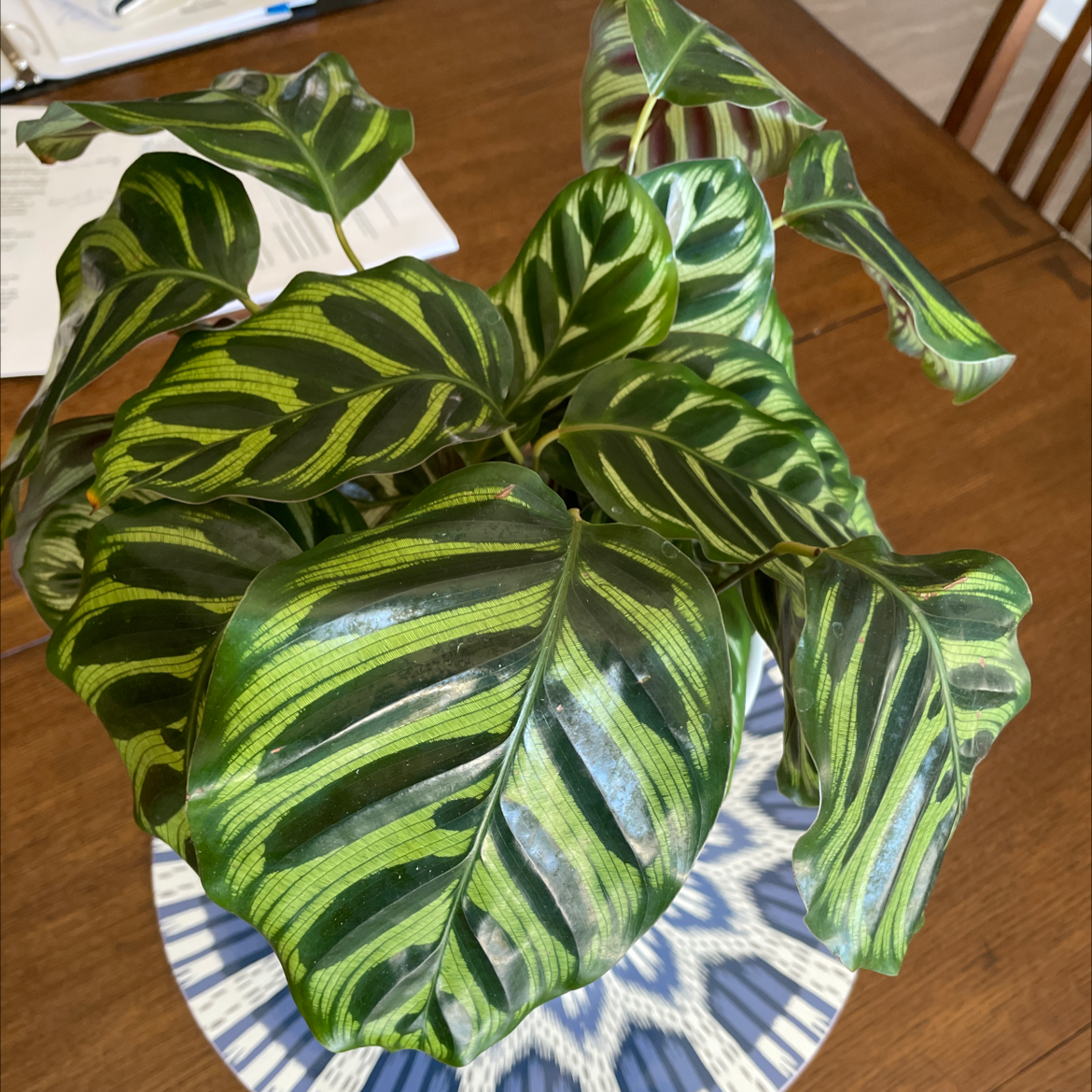 Cathedral Windows plant photo by @IndyMary named Grand eQ a/Calathea Makoyana/Peacock Plant on Greg, the plant care app.