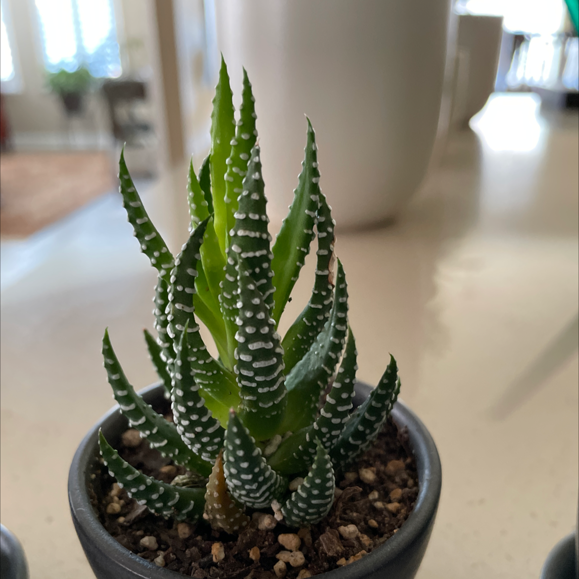 Zebra Plant plant photo by @IndyMary named XX Spike Two on Greg, the plant care app.