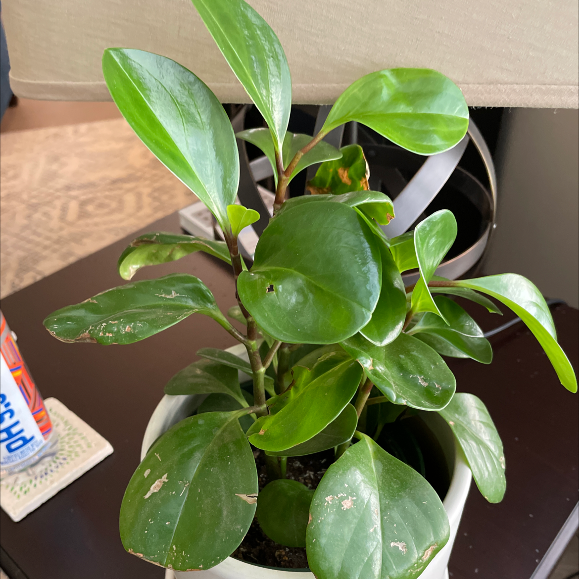Baby Rubber Plant plant photo by @IndyMary named Big Pepper (Pepperomia) S on Greg, the plant care app.