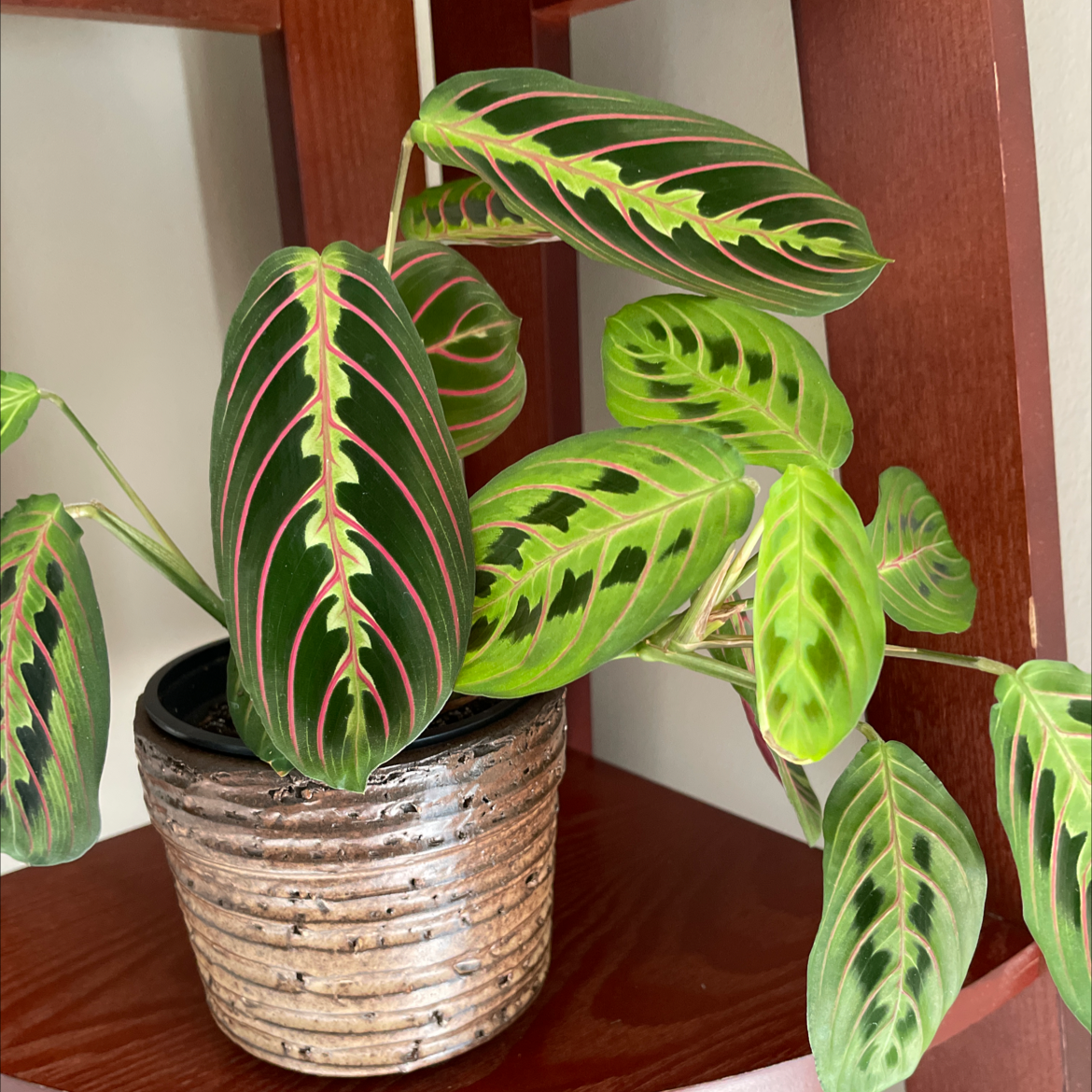 Green Prayer Plant plant photo by @IndyMary named Red on Greg, the plant care app.