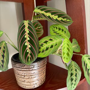 Green Prayer Plant plant photo by Indymary named Red on Greg, the plant care app.