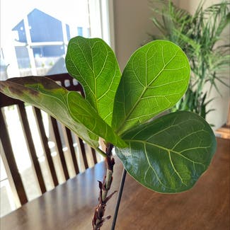 Fiddle Leaf Fig plant in Greenwood, Indiana