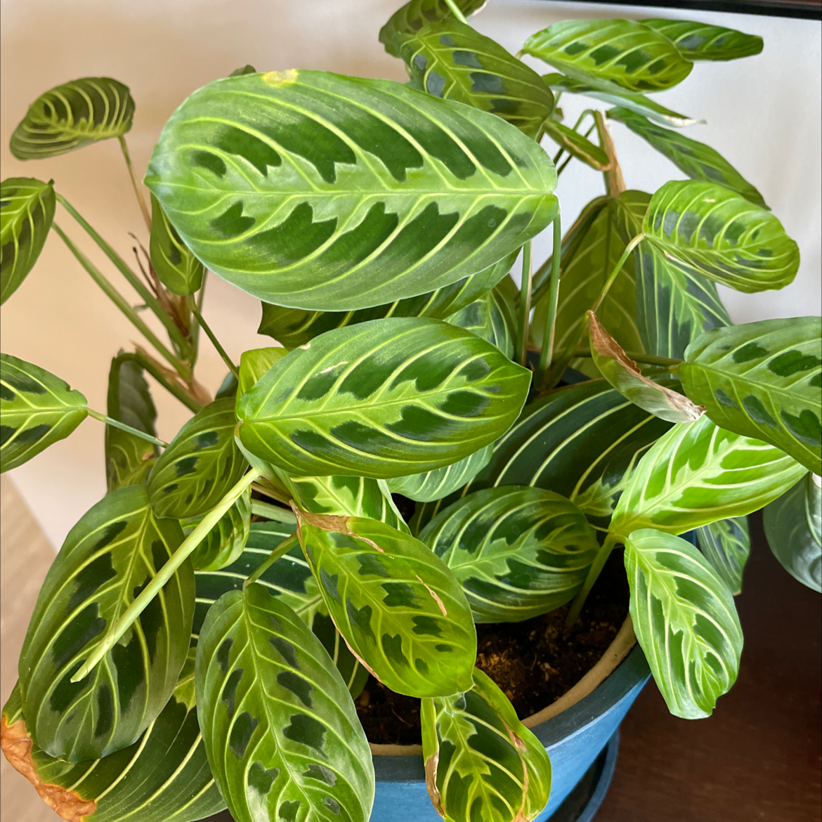 Green Prayer Plant plant photo by @IndyMary named Holy on Greg, the plant care app.