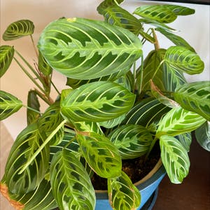Green Prayer Plant plant photo by Indymary named Holy on Greg, the plant care app.