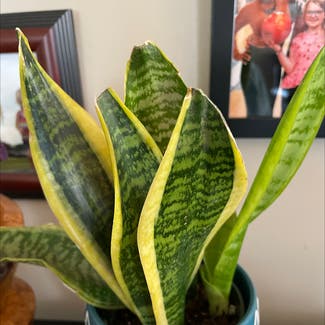 Snake Plant plant in Greenwood, Indiana