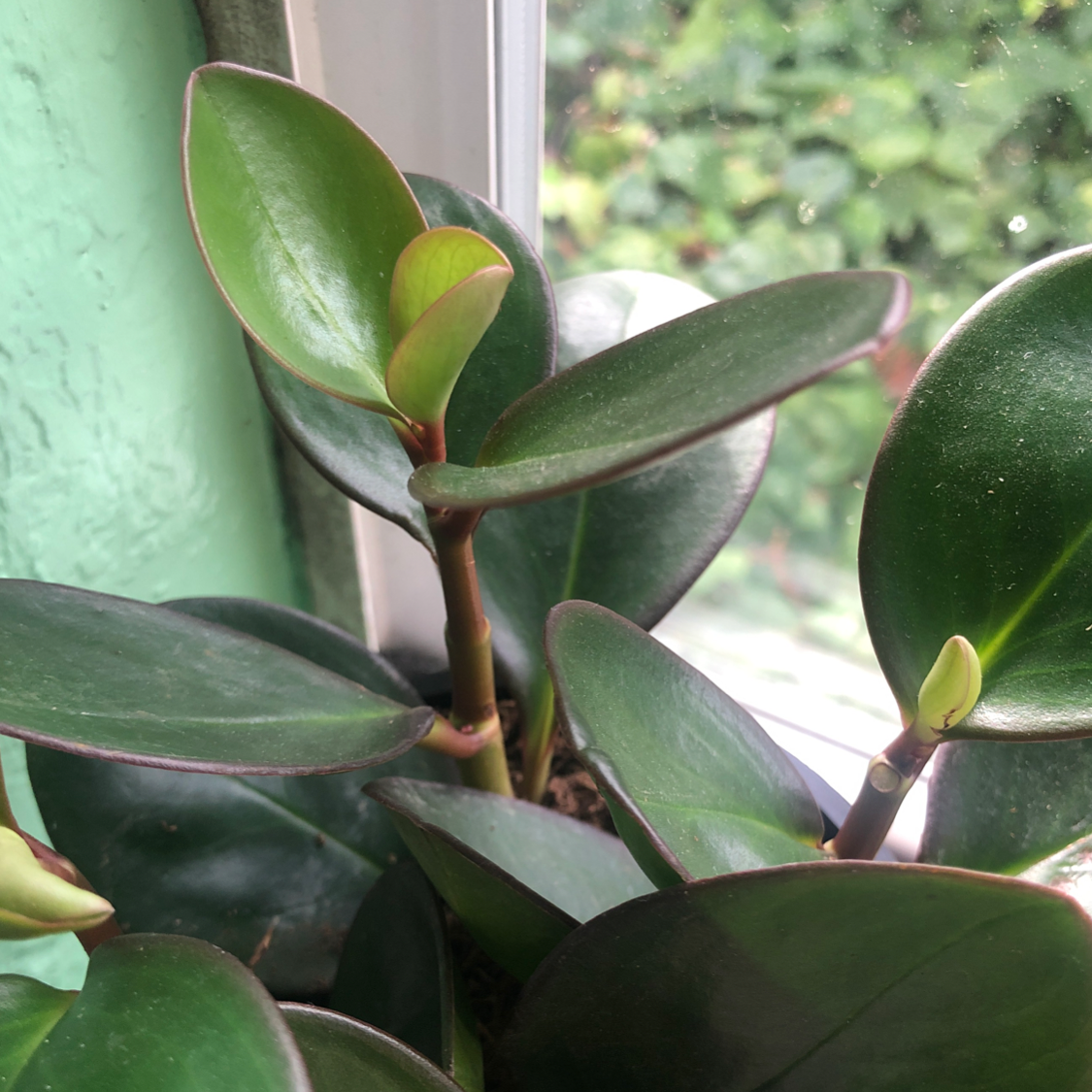 Peperomia Red Edge plant with healthy, glossy leaves near a window.