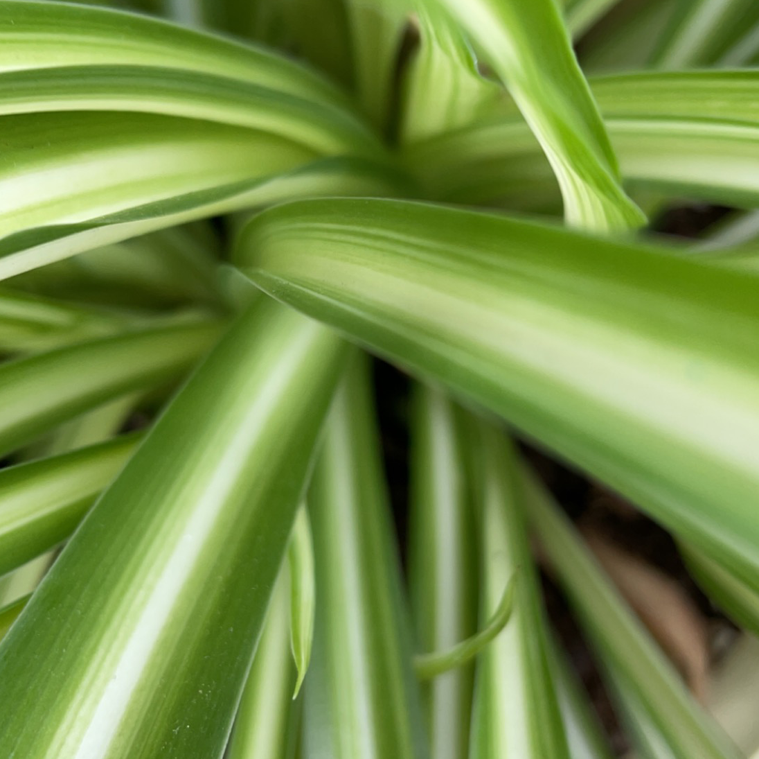 Spider Plant plant photo by @iz.antoinette_ named Robbie on Greg, the plant care app.