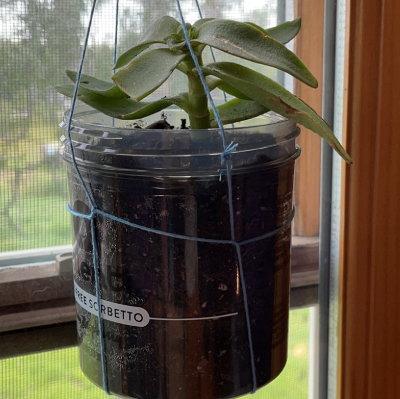 Photo of the plant species Devil's Horns by @iz.antoinette_ named Marley on Greg, the plant care app