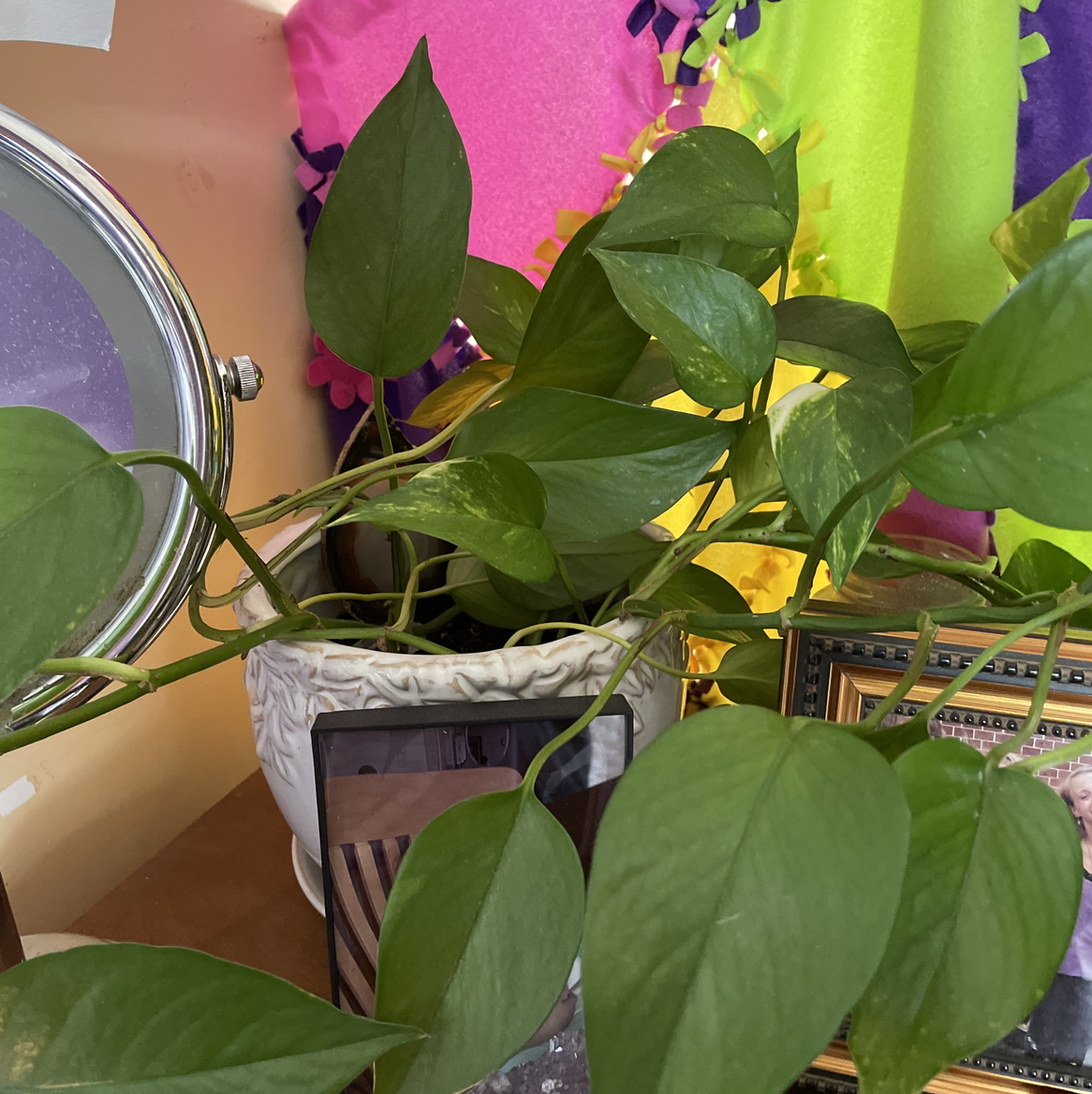 Taro Vine plant photo by @iz.antoinette_ named George on Greg, the plant care app.