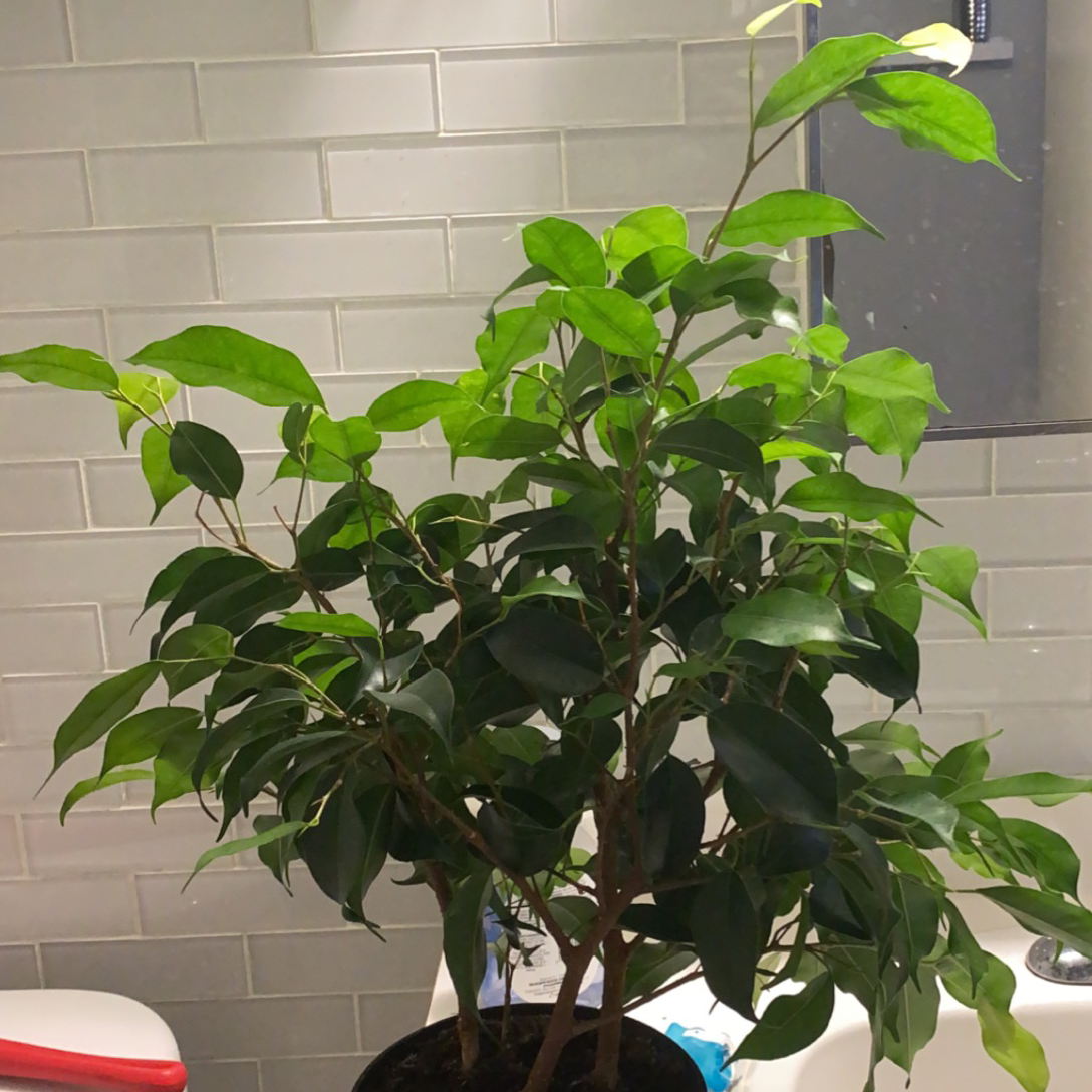 Weeping Fig plant photo by @Haysonaden named Teeni on Greg, the plant care app.