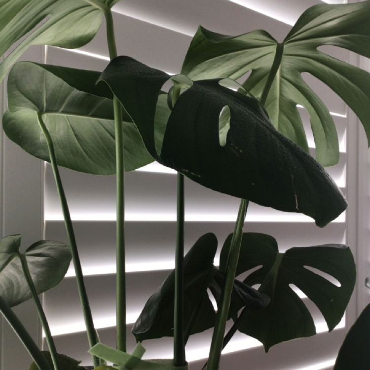 Monstera plant photo by Georgia named Serena￼ on Greg, the plant care app.