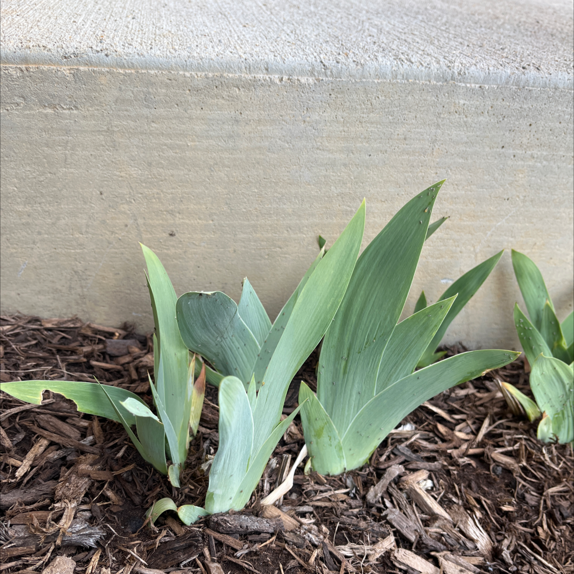 Crimean Iris plant with green leaves growing in a mulched area near concrete.