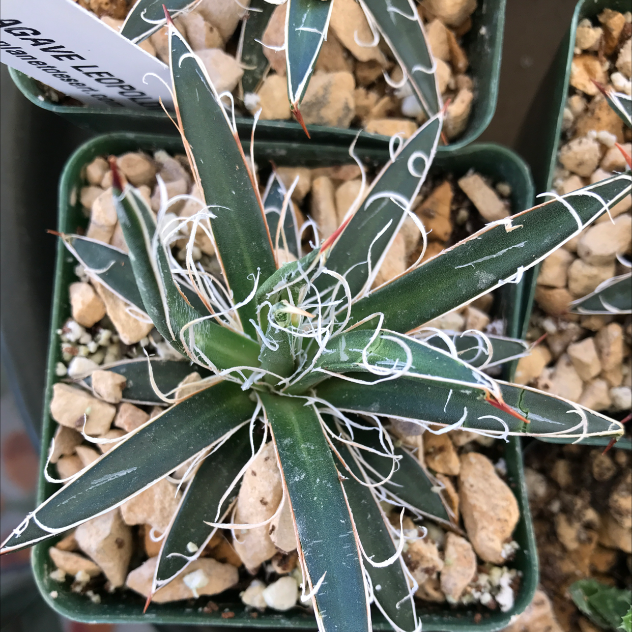Thread Agave uploaded to the Greg plant app by @user5385b1fc
