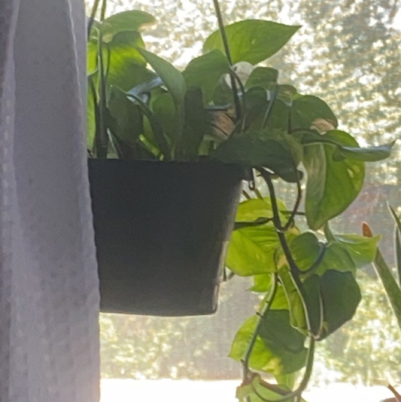 Taro Vine plant photo by Lucy named Dionysus on Greg, the plant care app.