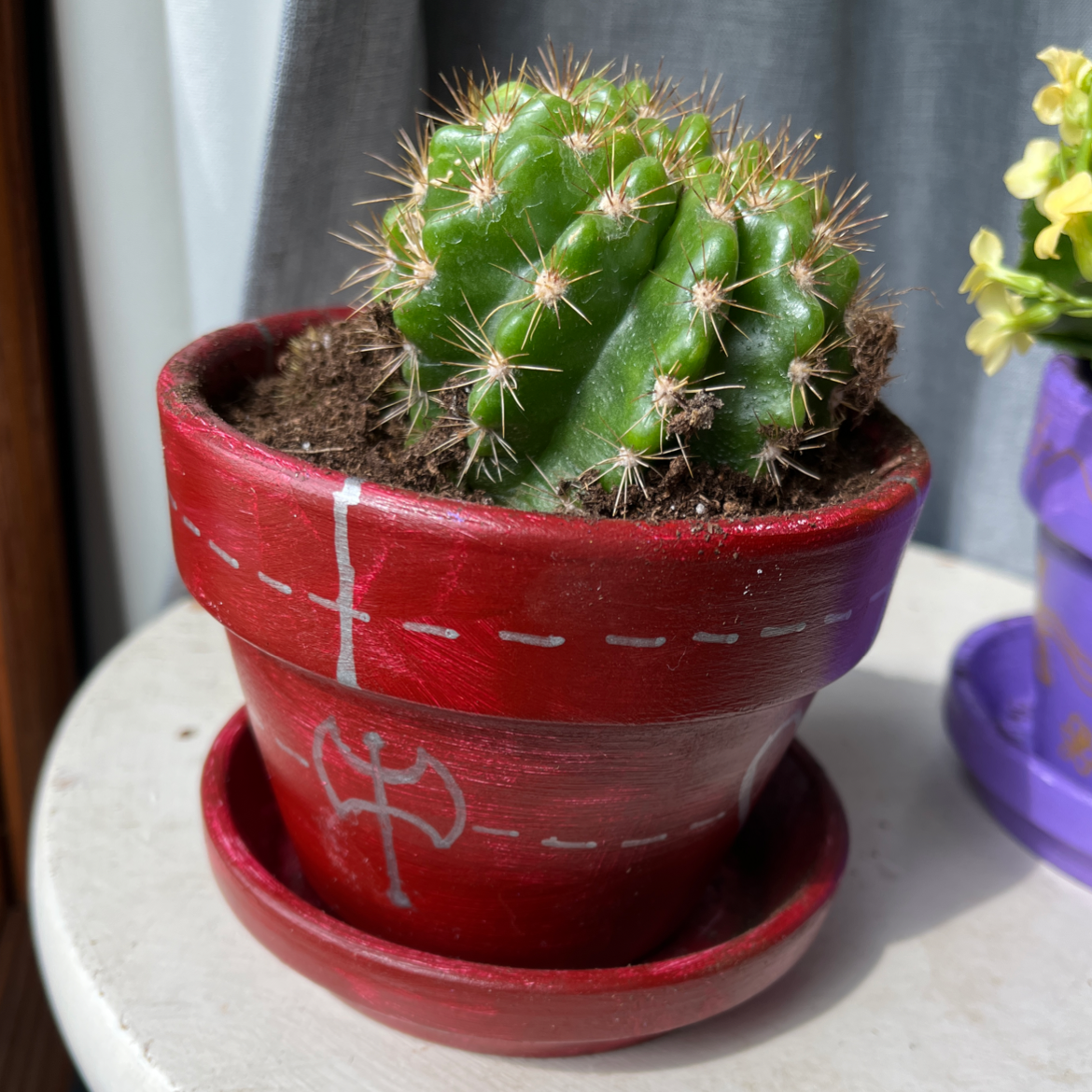 A healthy cactus in a red painted pot with visible soil.