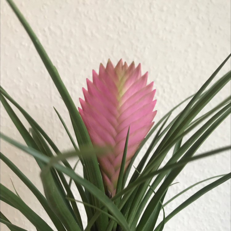 Photo of the plant species Pink Quill by @garlicbread named Harmony on Greg, the plant care app