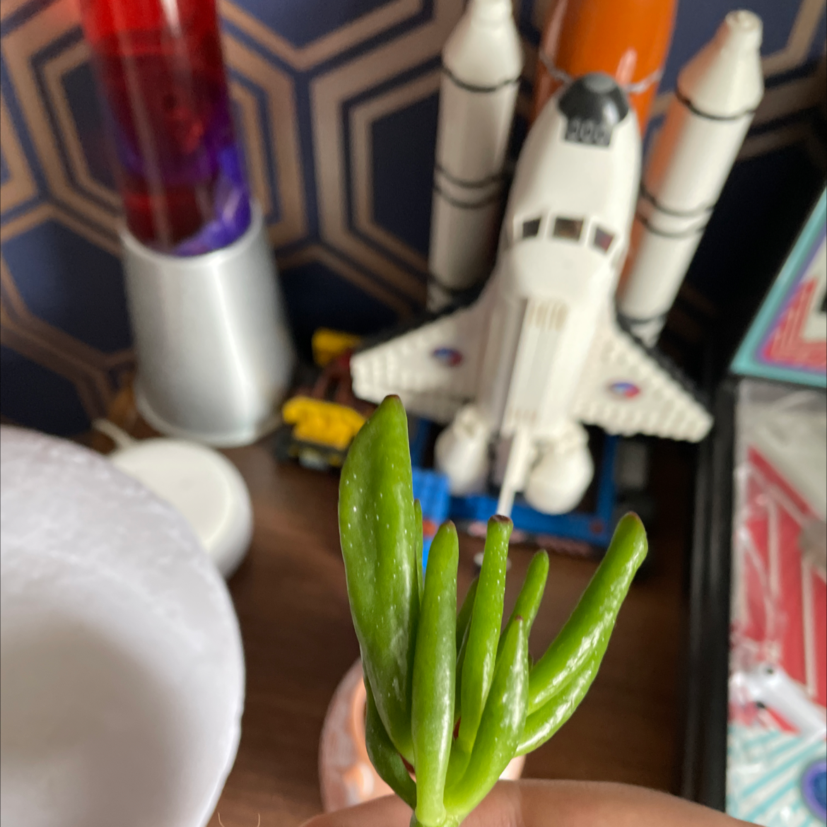 Lucky Plant plant photo by @Mizeal named Jade on Greg, the plant care app.