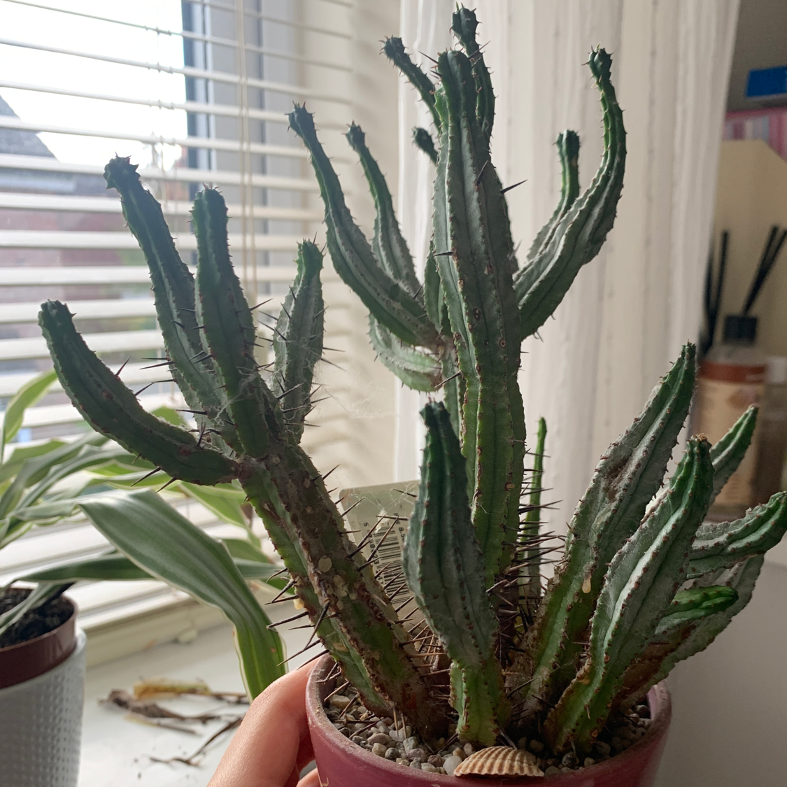 Photo of the plant species Euphorbia heptagona by Gracie named spike on Greg, the plant care app