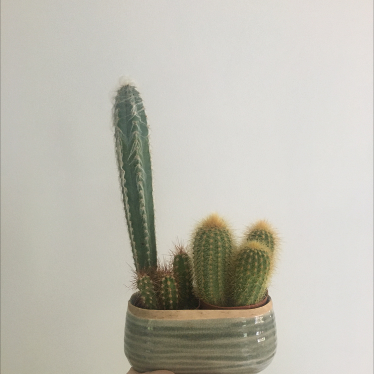 Potted Rat Tail Cactus with multiple stems, healthy appearance.
