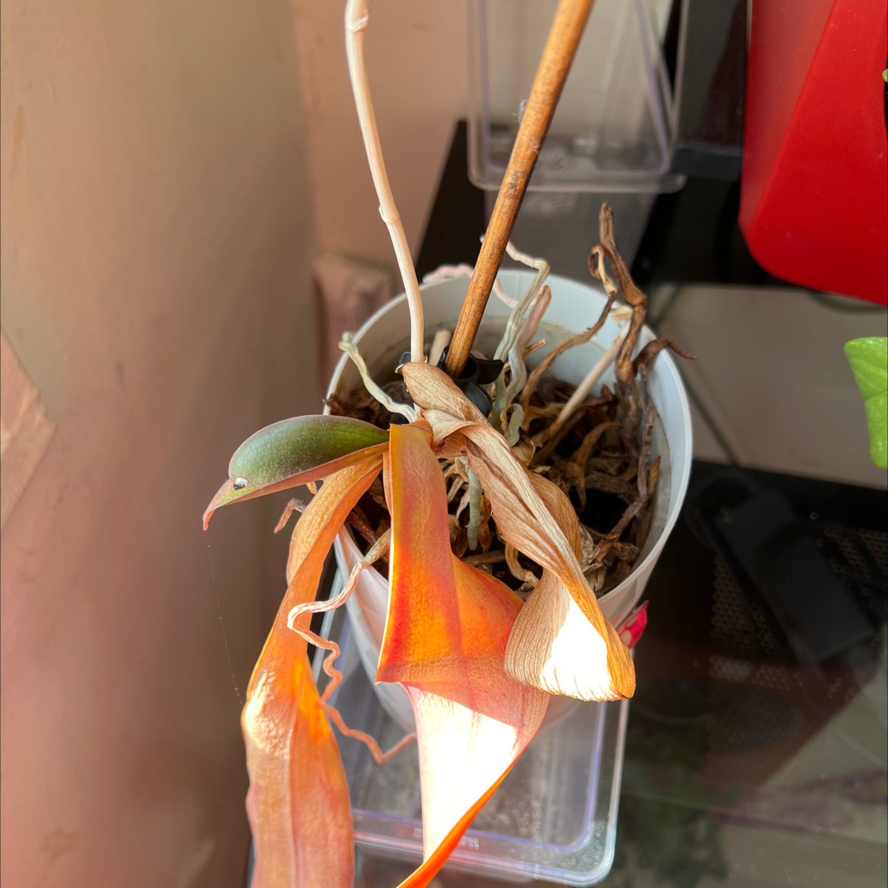 Aphrodite's Phalaenopsis plant photo by Ayesha named Your plant on Greg, the plant care app.