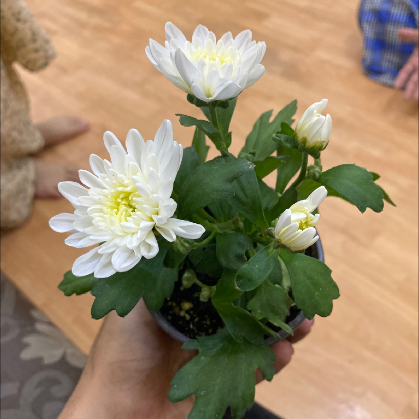 Potted Giant Crego Aster with white flowers and green leaves, held by a hand.