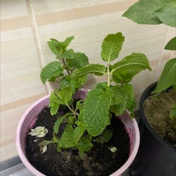 Apple Mint plant