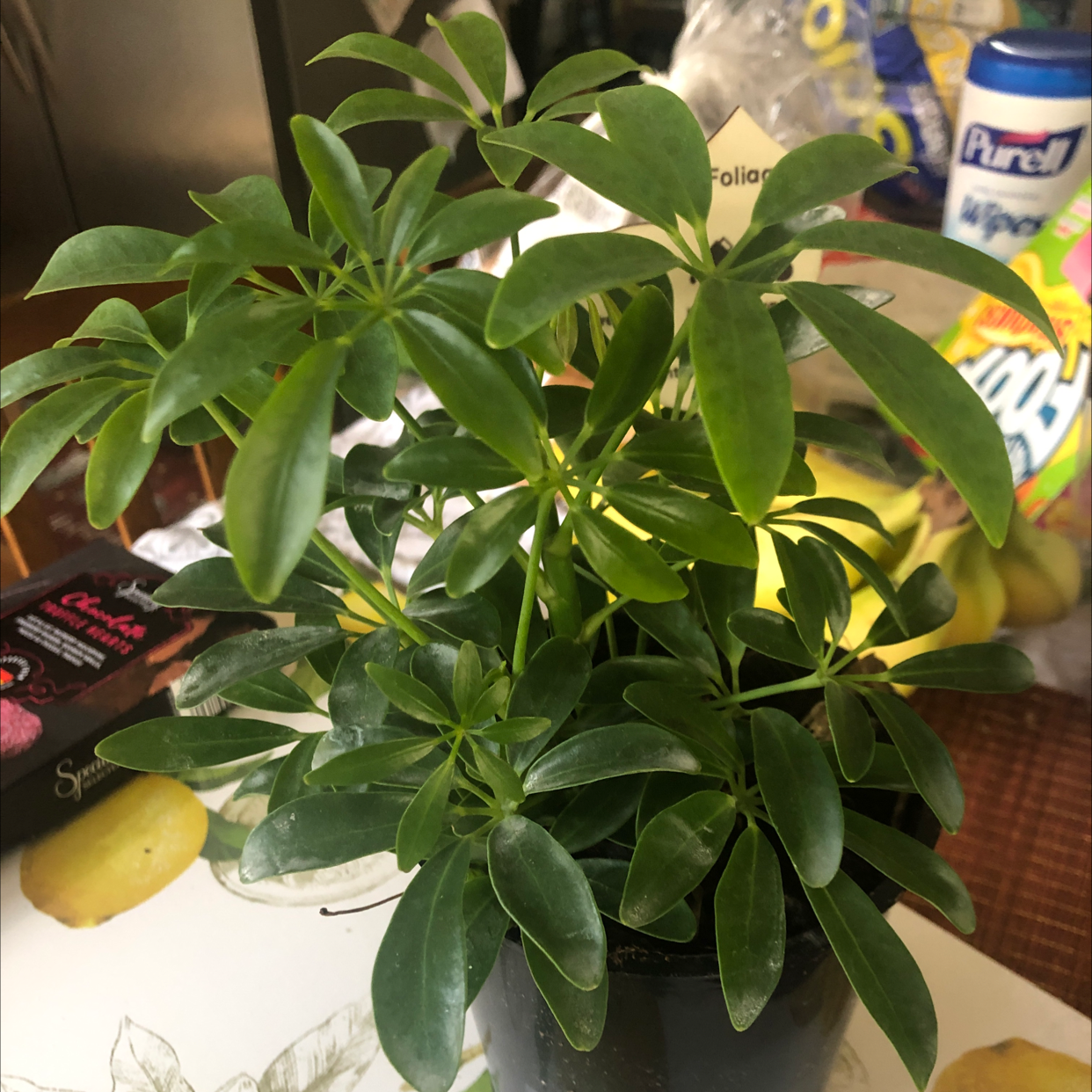 Healthy, thriving Dwarf Umbrella Tree with dense green foliage, potted in white ceramic, on kitchen counter.