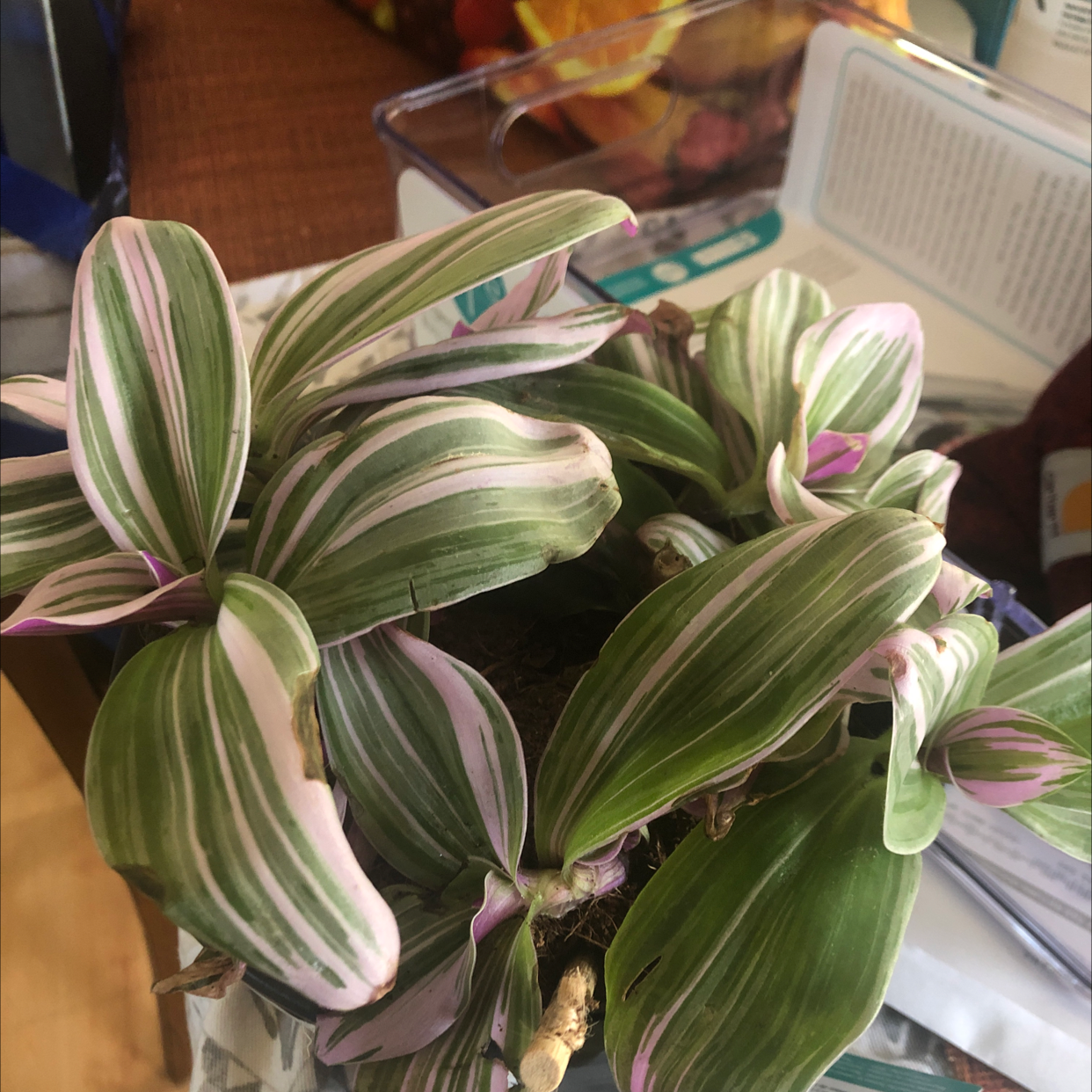 Close-up of a healthy Small-Leaf Spiderwort houseplant with striped green and white leaves.