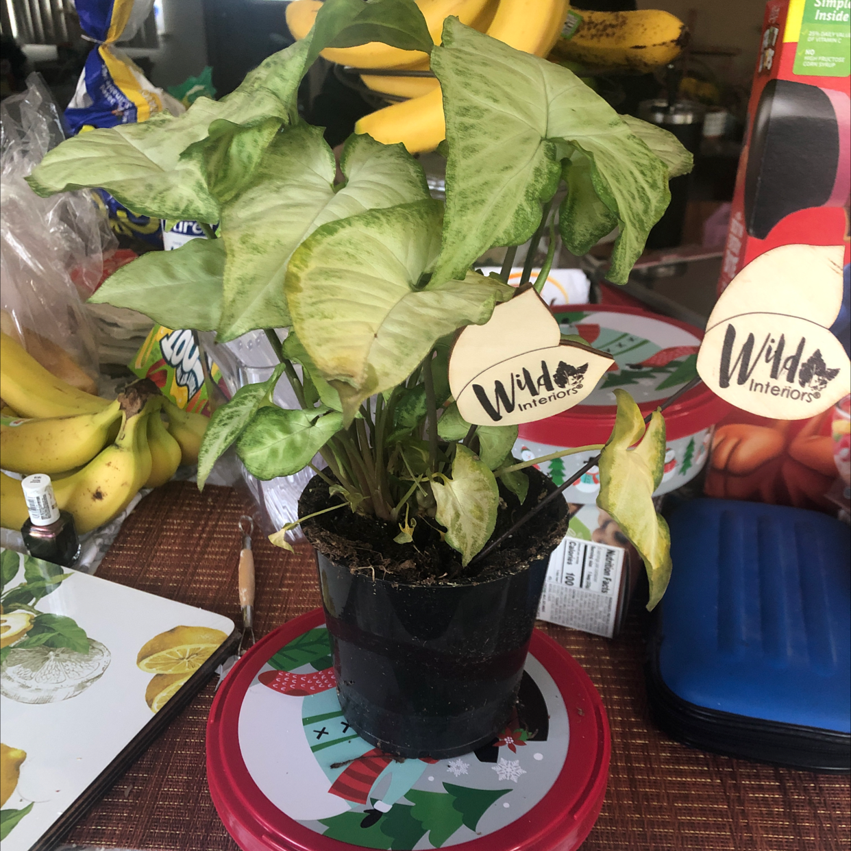 A healthy potted arrowhead plant with green variegated leaves, on a table with a label in the soil.