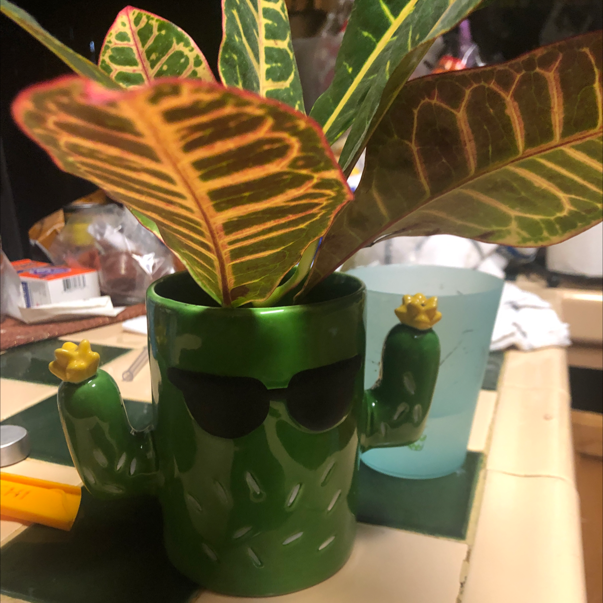 Vibrant, healthy Croton 'Petra' plant with large green and yellow variegated leaves, held by a hand to highlight the foliage.