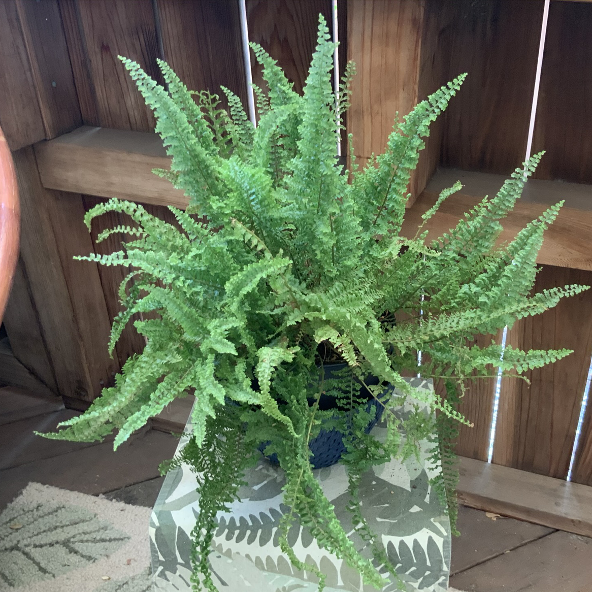 Boston Fern plant photo by Ivy named stevie on Greg, the plant care app.