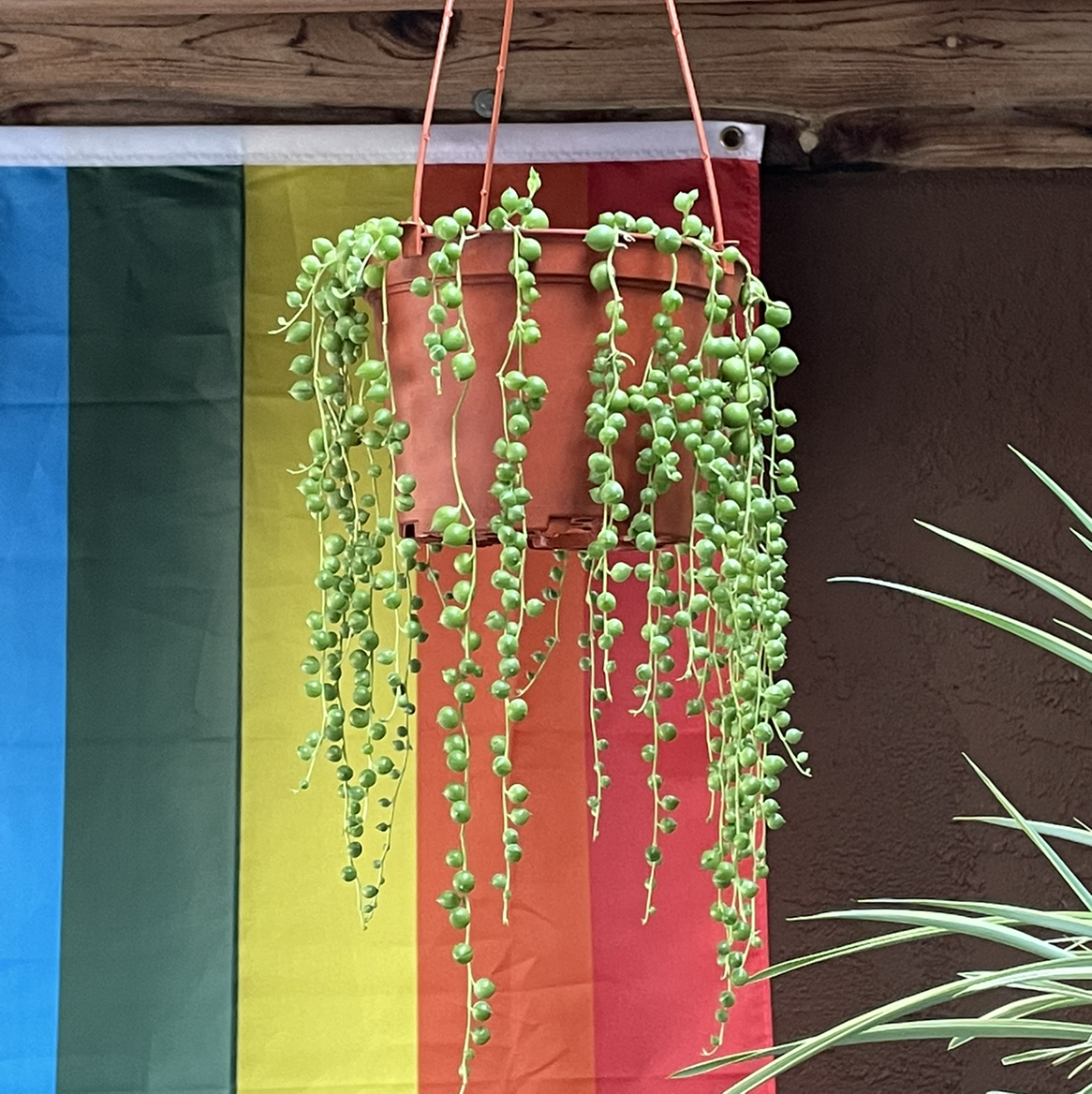 String of Pearls plant photo by Ivy named Harry on Greg, the plant care app.