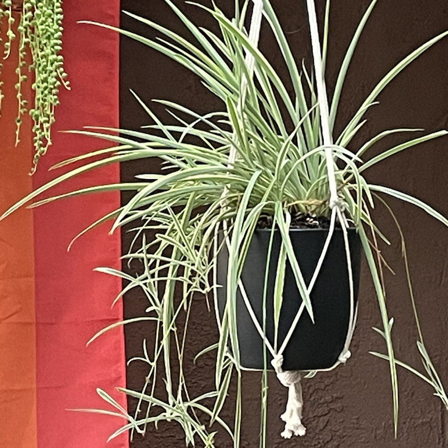 Spider Plant plant photo by Ivy named ziggy stardust & tsfm on Greg, the plant care app.