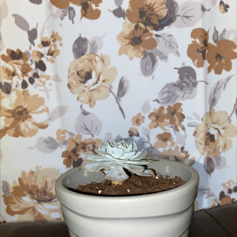 Potted Ghost Echeveria plant against a floral background.