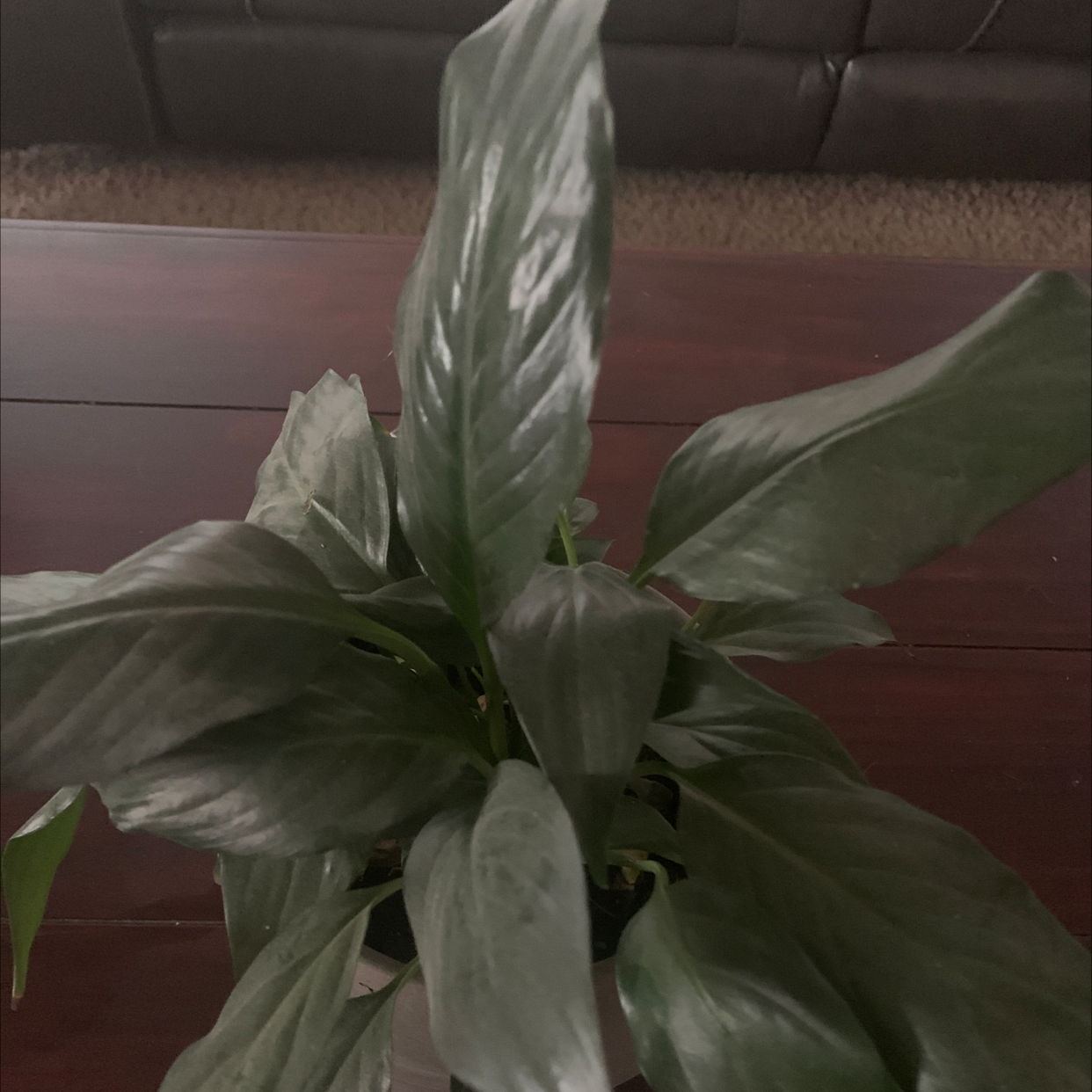 Peace Lily plant photo by Rachel named Joy on Greg, the plant care app.