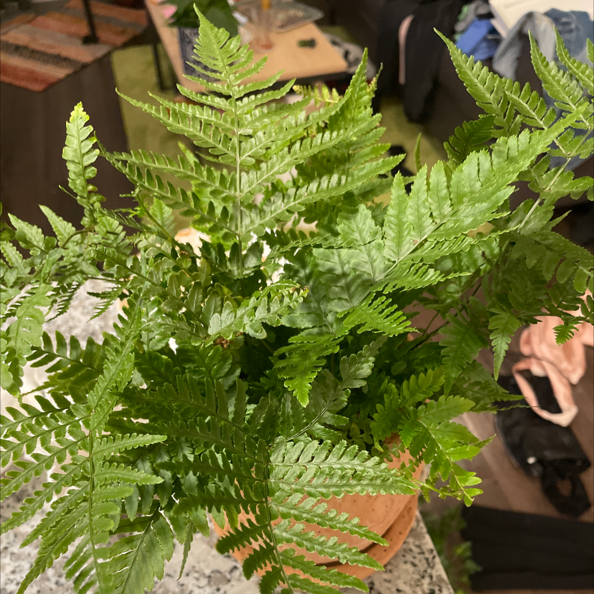 Healthy Autumn Fern with vibrant green fronds in a terracotta pot.
