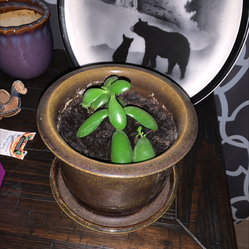 Jade plant photo by Brendan named Walt on Greg, the plant care app.