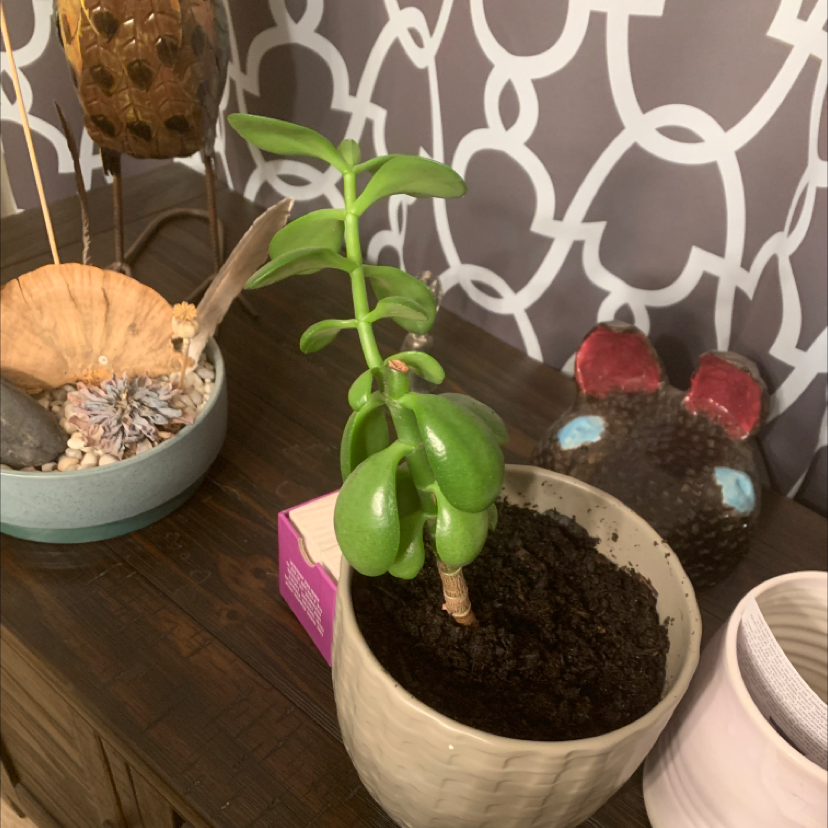 Lucky Plant plant photo by Brendan named Duke on Greg, the plant care app.