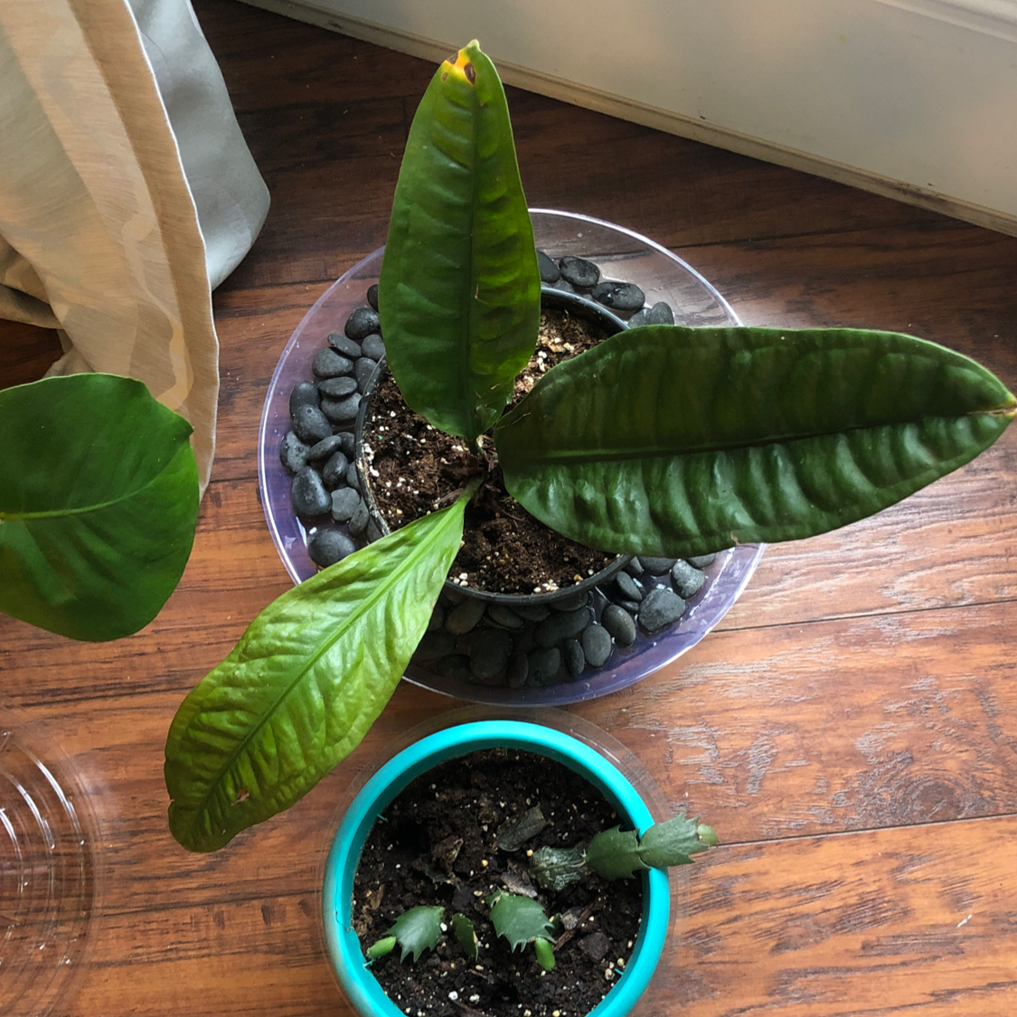 Bird's nest anthurium plant with large green leaves in a pot on a wooden surface.