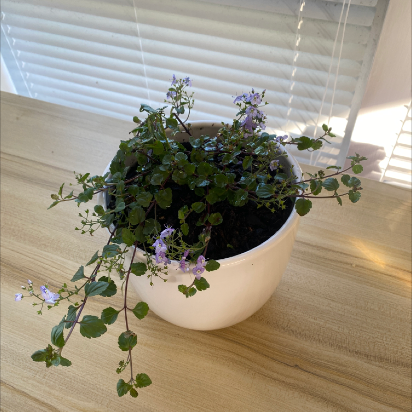 Photo of the plant species Kenilworth Ivy by @chippysplants named veronica on Greg, the plant care app