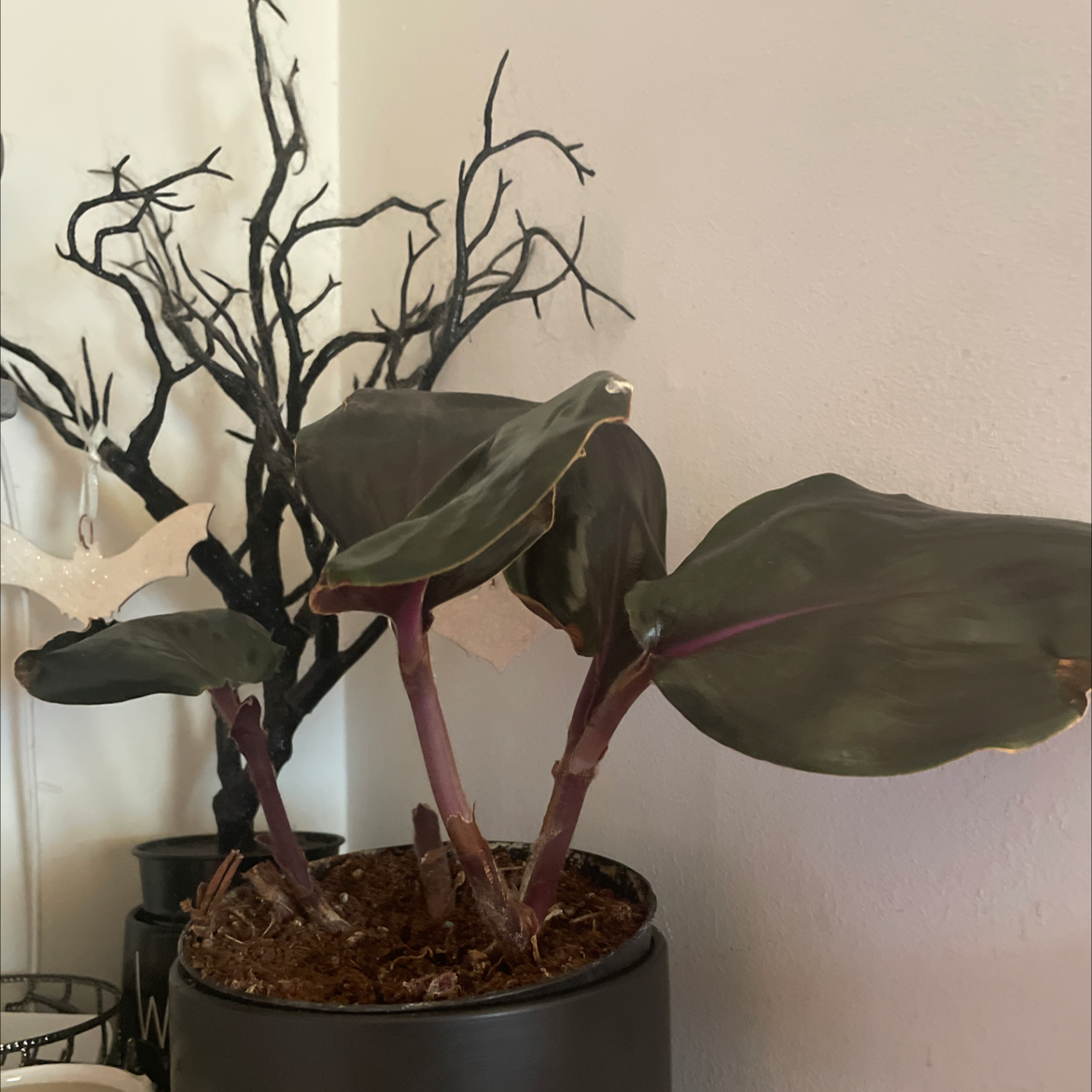 Geogenanthus ciliatus plant with dark green leaves and purple stems in a pot with visible soil.