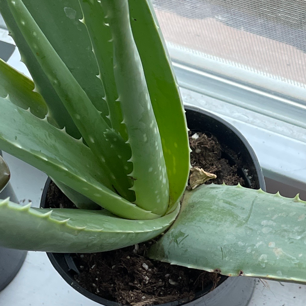 Aloe vera plant photo by @Jazlindreal named Florence on Greg, the plant care app.