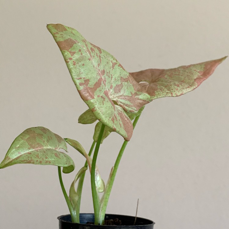 Photo of the plant species Confetti Syngonium by @Jelleke named Sygnonium Milk Confetti on Greg, the plant care app