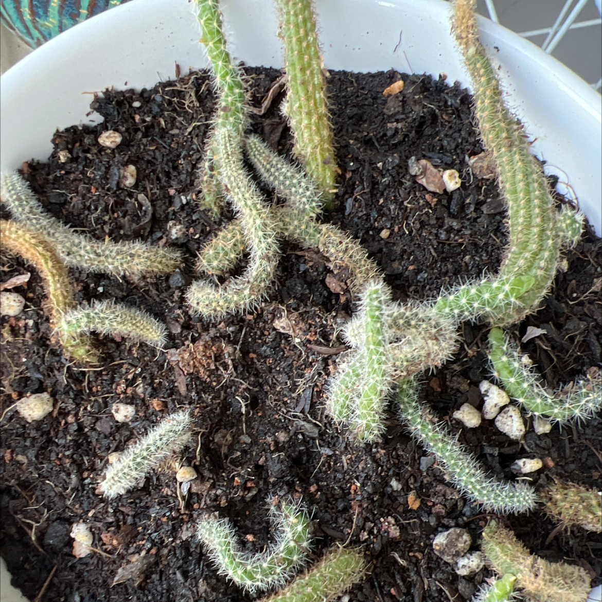 Potted Mexican Night-Bloom Cereus with visible soil and multiple stems.