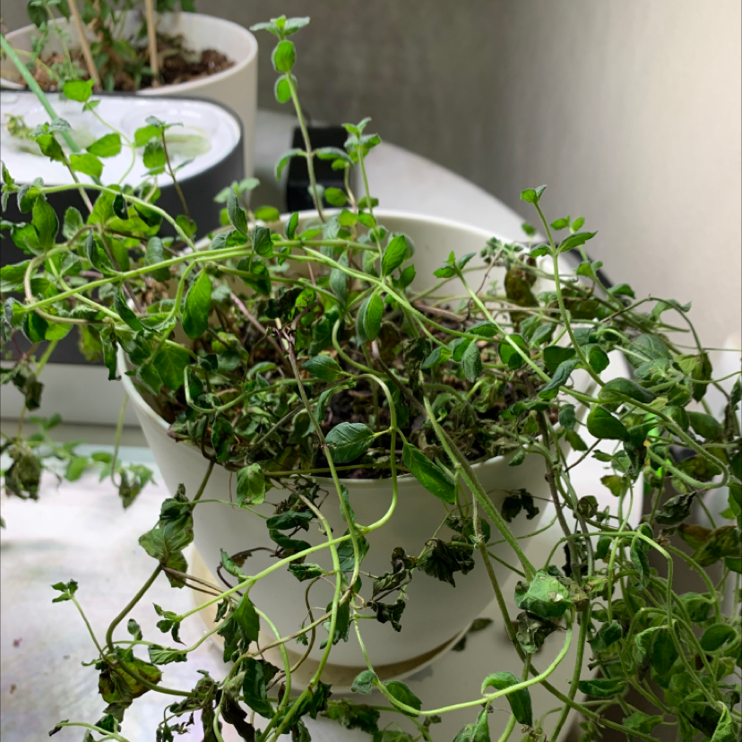 Potted spearmint plant with wilting and browning leaves, visible soil.