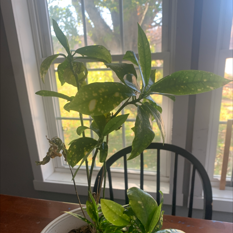 A healthy, glossy green Japanese Laurel plant with variegated leaves sits on a window sill with sunlight streaming in behind it.