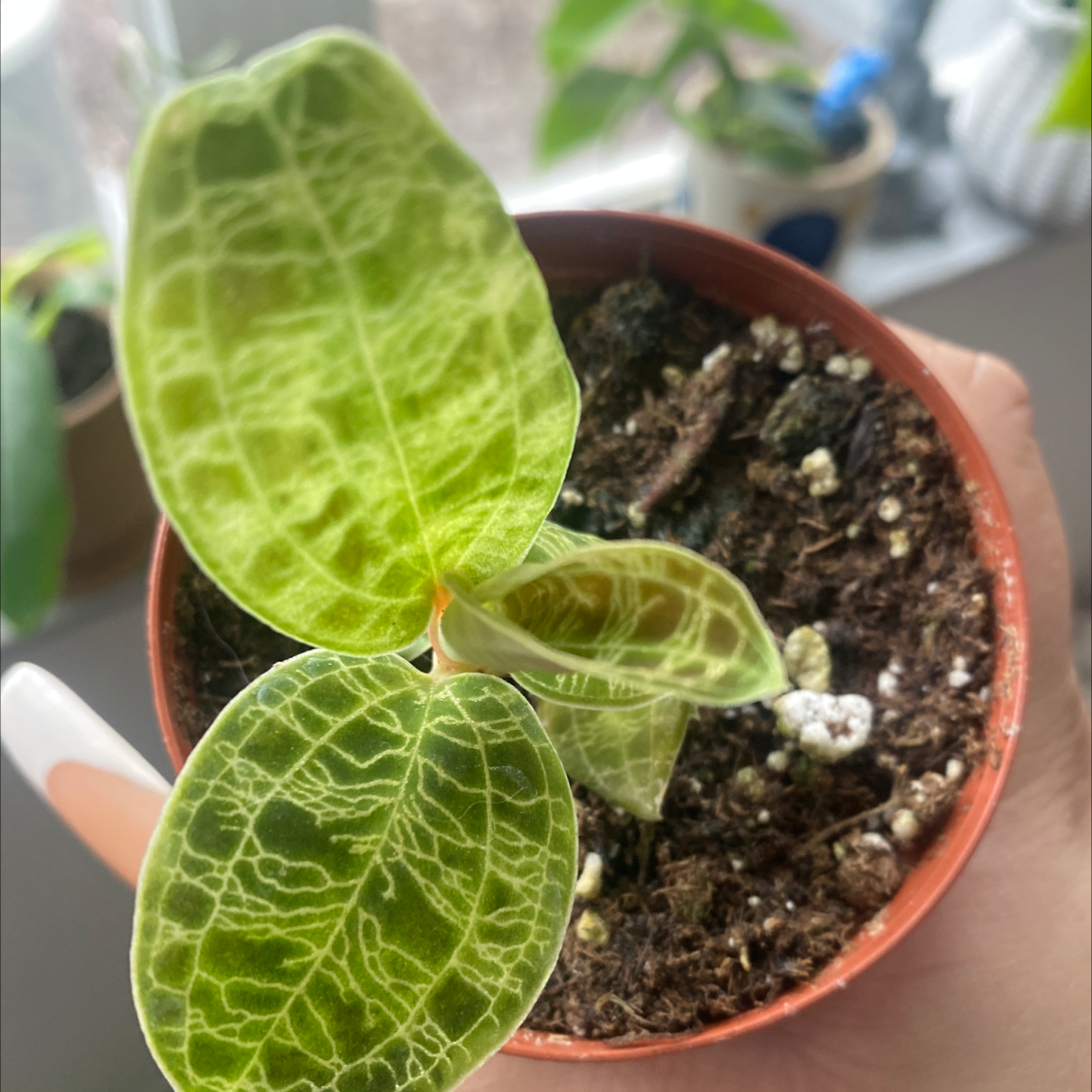 Lightning Bolt Jewel Orchid in a small pot with vibrant green leaves and distinct white veining.